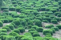 茶叶春季修剪时间