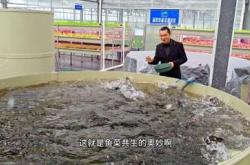 大连餐饮阳台鱼菜系统