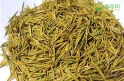 黄金牙茶叶是绿茶吗