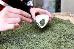 茶叶的加工以及制作流程