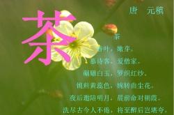 茶叶的绿色生产怎么描述