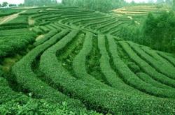 峨眉山市茶叶产量