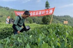 采茶叶机器小型视频