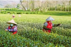 黑龙江茶叶种植