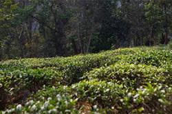 茶叶树可以扦插繁殖吗