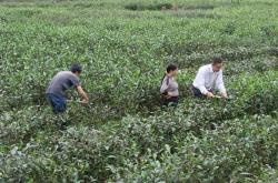 茶叶对中国乃至世界社会经济的影响