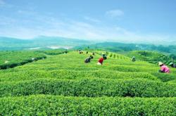 福建安溪产什么茶为主