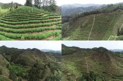 湖南出名的茶叶品牌