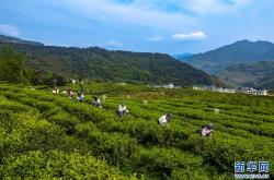 茶叶加工公司