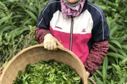 周末上山寻找茶叶店