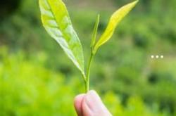 樱树皮茶叶罐