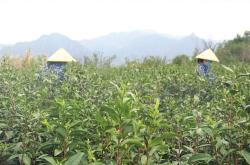 茶叶采摘