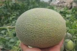 哈密瓜原产地是哈密吗