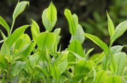 凤印茶叶价格图片大全
