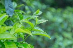 云南茶叶可以放白蜜吗为什么