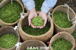 摘茶叶用什么工具最好用