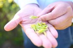 哪里适合种茶叶
