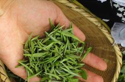 毛尖茶的品质特征