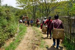 采茶叶工人一天能赚多少钱