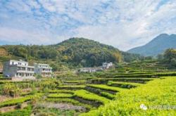 潮州凤凰茶批发在哪里
