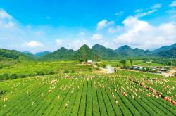 悦山涧茶叶礼盒
