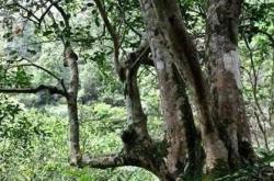 白茶：泡完像一棵青松