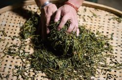 茶叶揉捻机结构图
