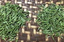 莆田特产茶叶