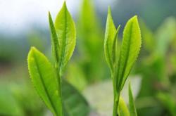 茶叶是碱性还是酸性反酸喝茶叶好吗