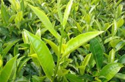 不同品种的普洱茶能放在一起吗