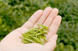 茶叶越新越贵