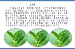 茶叶的功效与作用
