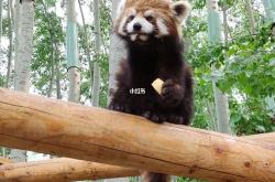 濒危野生动物种类