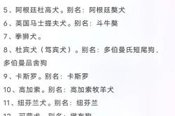 全国城市养狗规定对比烈性犬管理的法律挑战与处罚分析