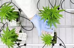 工业大麻概念盘中跳水，天士力平盘分析