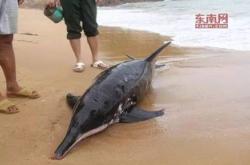 美国发生大规模海豚搁浅事件，只海豚在马萨诸塞州科德角搁浅