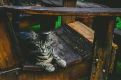 网红猫遭遇一拳打飞，事件背后的反思与启示