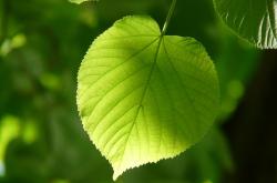 穿越寒冬，解读三九背后的养生智慧——数九时节的科学指南