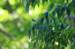 穿越立夏的色彩盛宴——精美立夏图片大全集，带你领略炎炎夏日的独特魅力