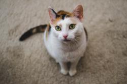 女子逛猫咖染宠物癣，警惕宠物真菌感染与传播风险