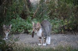 王欣瑜再现猫咪狩猎——本能与技巧的完美融合