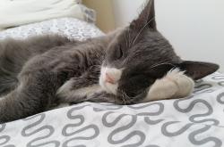 猫的这项能力超婴儿，超越年龄的敏锐与智慧
