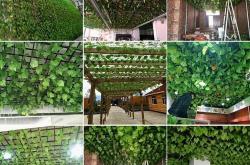 种树对餐饮店铺门口的影响及建议