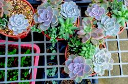 绿色革命，揭秘家庭版芽苗菜种植全攻略，轻松享受健康餐桌
