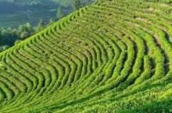 丹东种植茶叶情况