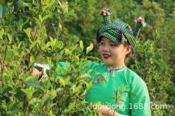 底圩姑娘茶叶的历史