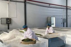 河西村茶叶厂分布情况