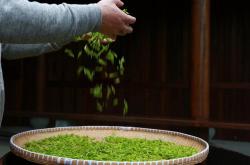 临沭茶叶：一种优质绿茶的代表