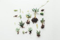 多肉植物的多彩世界，多肉品种百科大全