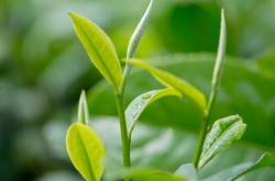 春天茶叶的独特魅力